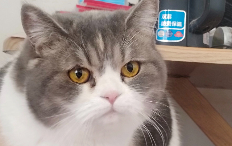 Is FIP Commonly Misdiagnosed in Cats