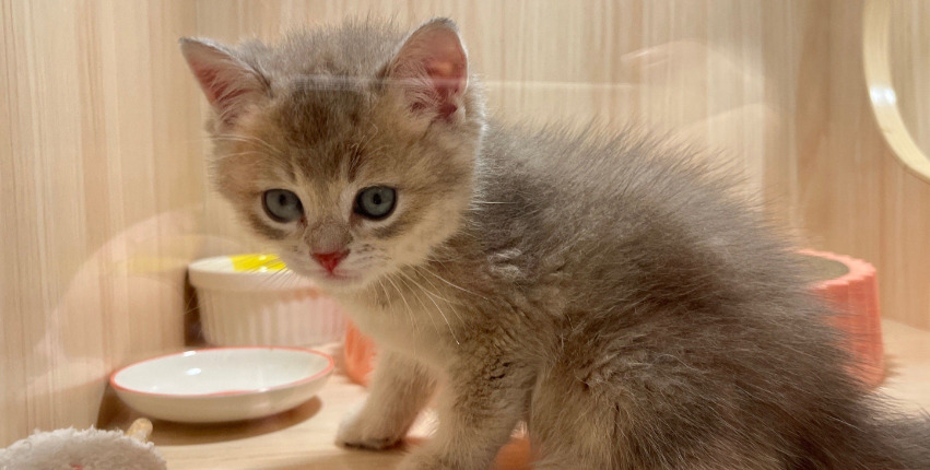 Clinical Manifestations of FIP