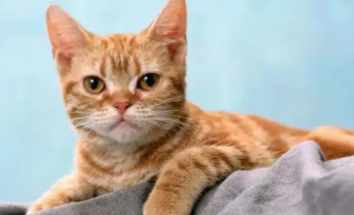 Is FIP Treatment Stressful for Cats