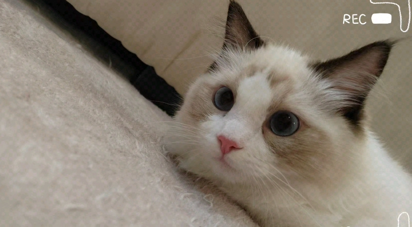 Does Daily Disinfection Help Prevent FIP in Cats