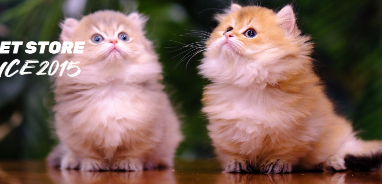 High Protein Blood Test In FIP Cats
