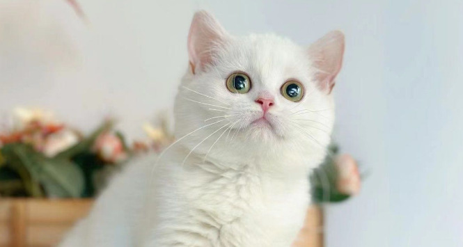 What Tests Are Needed During FIP Medication Treatment