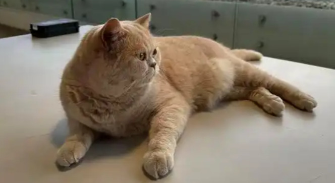 Will Relapse of FIP Be More Severe