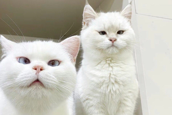 Can FIP be cured in its later stages