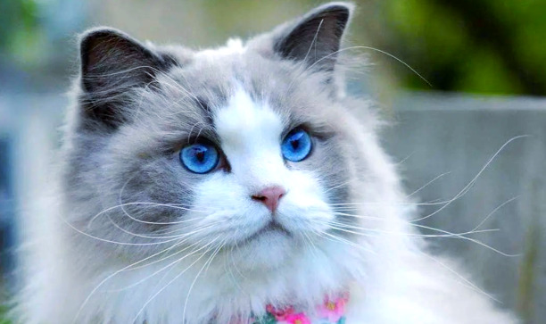 Drug Resistance in FIP Treatment