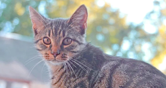 How to Manage Hygiene in Multi-Cat Homes to Reduce FIP Risk