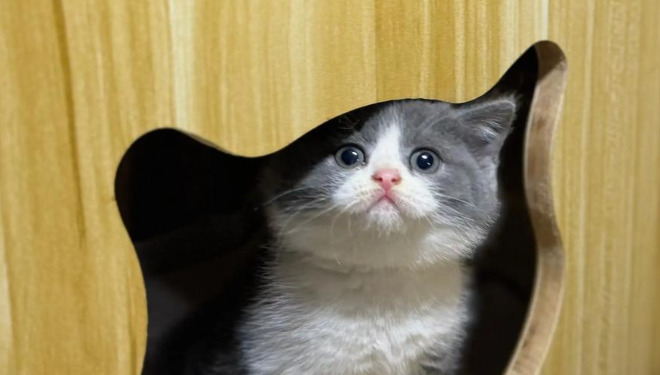 What to Do If Test Results Fluctuate During FIP Treatment