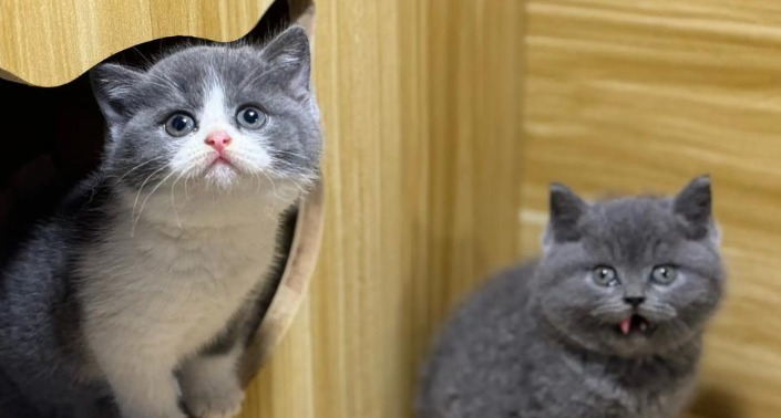 Best Supportive Care Tips for Cats Undergoing FIP Treatment