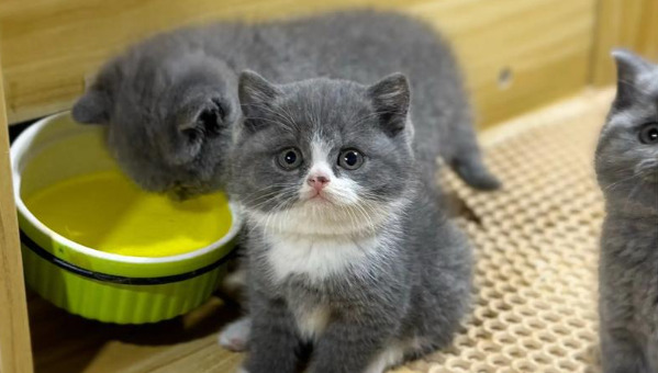 What Every Cat Owner Should Know About FIP Treatment