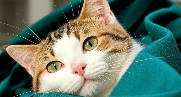 Does Frequent Bathing Increase the Risk of FIP