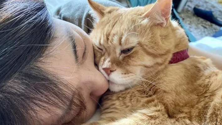 How Soon Do Cats Show Response to FIP Treatment