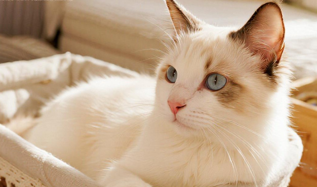 Should Cat Owners Always Be Worried About FIP