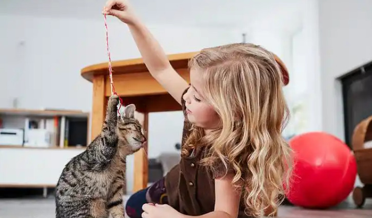 Common Side Effects of FIP Medication in Cats