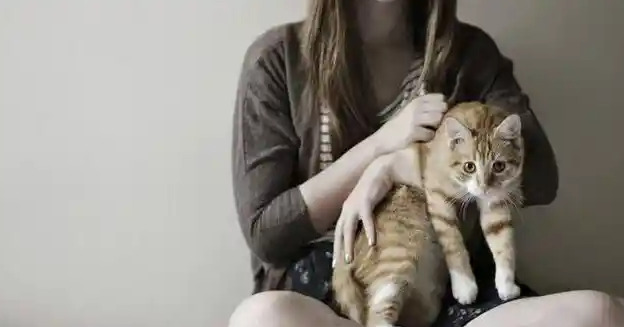 What Are the Symptoms of Dry FIP in Cats