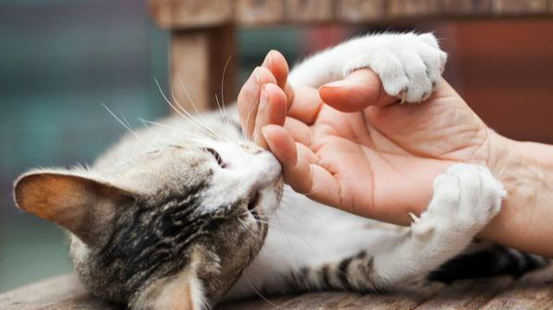 Why Early Diagnosis Is Critical for Successful FIP Treatment