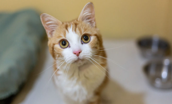 Poor Appetite During FIP Treatment — Is It Normal