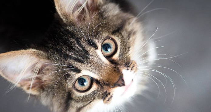 How to determine if a cat has Feline Infectious Peritonitis (FIP)