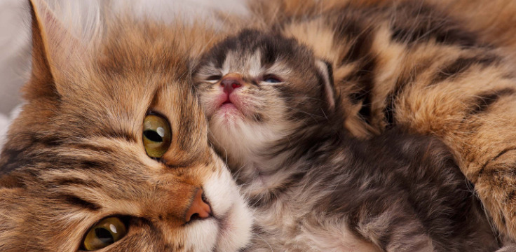 Is wet feline infectious peritonitis (FIP) contagious to other cats