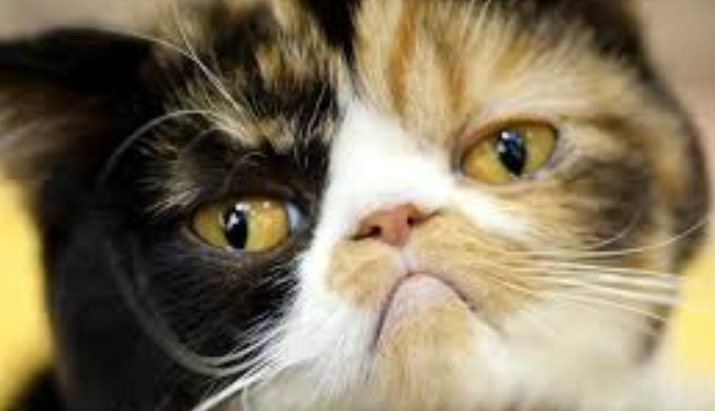 What Records Should Cat Owners Keep Duri