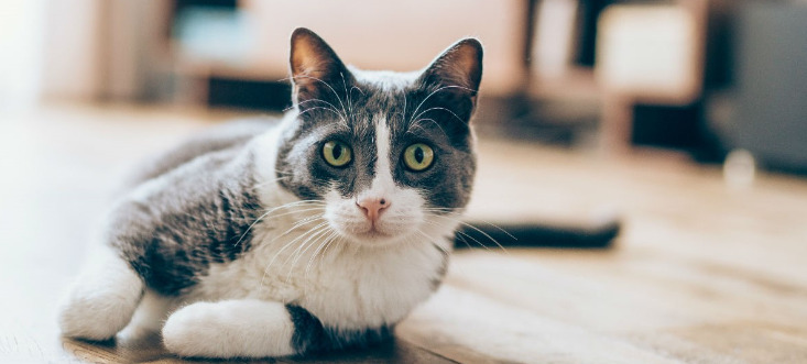 How Long Does FIP Treatment Take