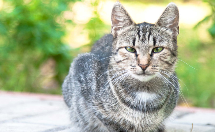 What Happens if FIP Medication Is Stopped Early