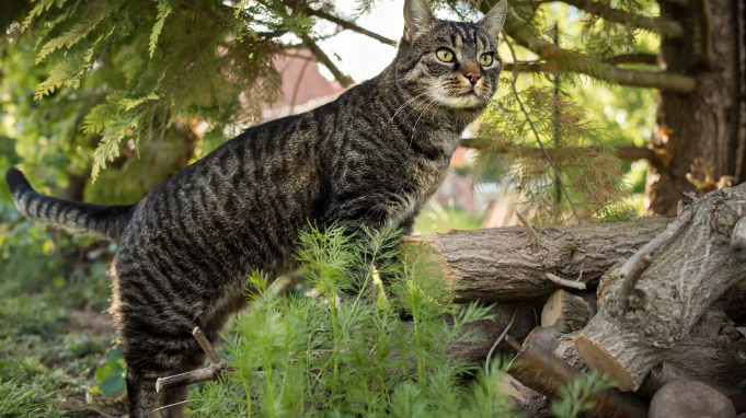 Can FIP Cause Weight Loss in Cats