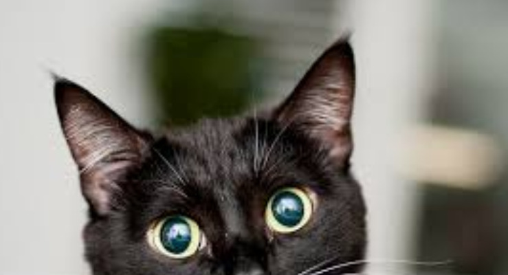 FIP Treatment Timeline Week-by-Week Recovery Guide