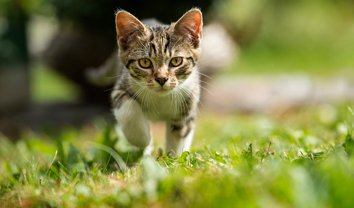 Can FIP Be Gradually Confirmed Over Time