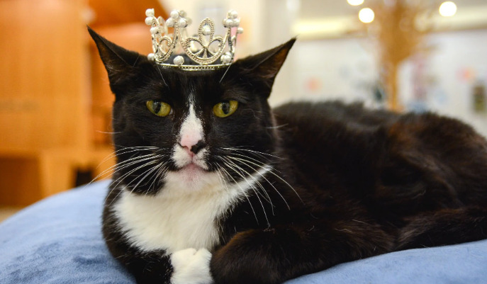 Is a Cat Considered Cured After Completing FIP Treatment