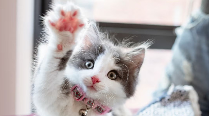 FIP Myths Every Cat Owner Should Stop Believing