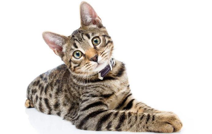 Impact of FIP on Different Breeds