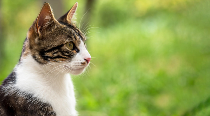 How to Avoid Treatment Failure Due to Missed Doses