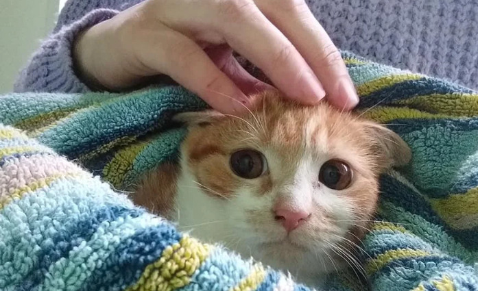 Chronic and acute symptoms of FIP Antivi