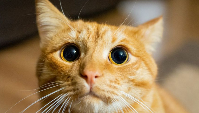 Which Is Better Oral or Injectable FIP Medication