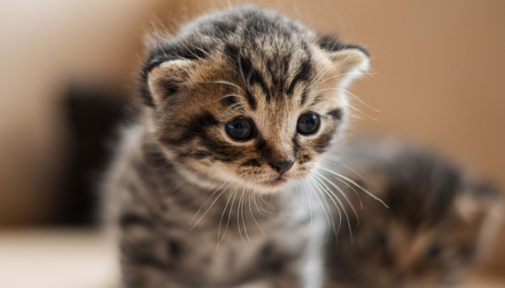 FIP Vs Peritonitis — What’s the Difference