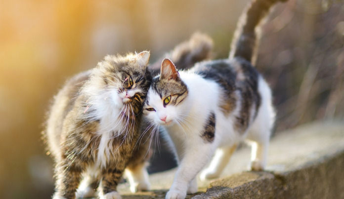 How Effective Are Oral Medications for Treating FIP