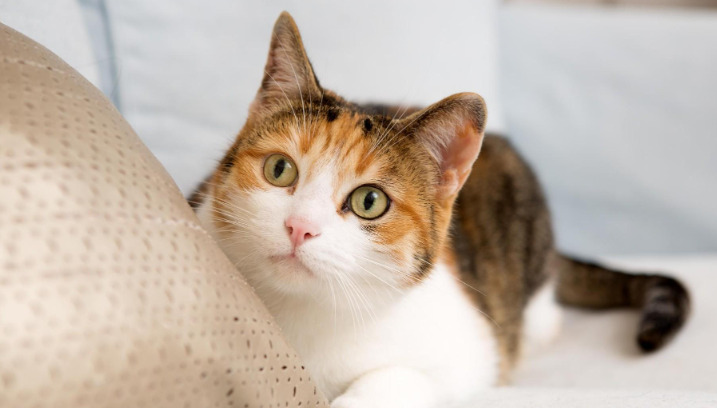 How Stress Management May Help Reduce FIP Risk