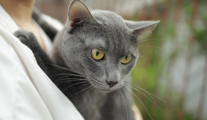 What Should Owners Prepare Before Starting FIP Medication