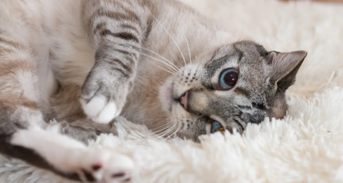 Does FIP Weaken the Immune System in Cats