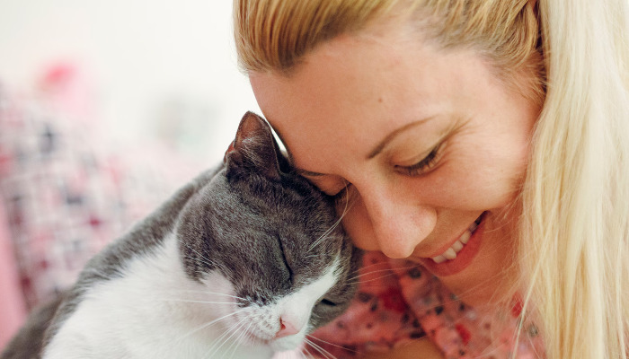 Can Humans Catch FIP From Cats