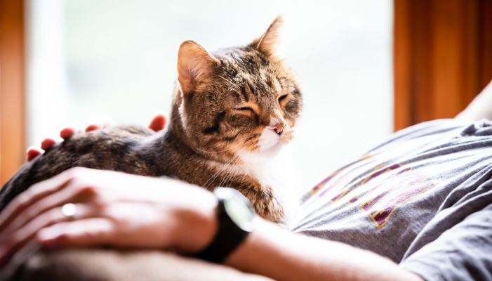Can Feline Infectious Peritonitis (FIP) Be Prevented
