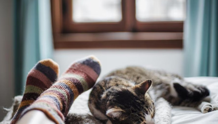 Daily Care Checklist For Cats Recovering From FIP
