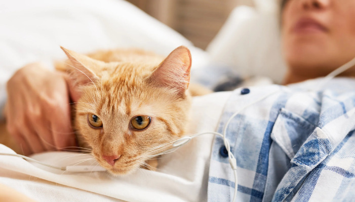 Are Diagnostic Methods the Same for Kittens and Adult Cats