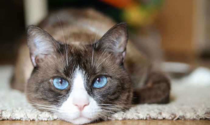 How to Maintain a Healthy Mindset During FIP Treatment