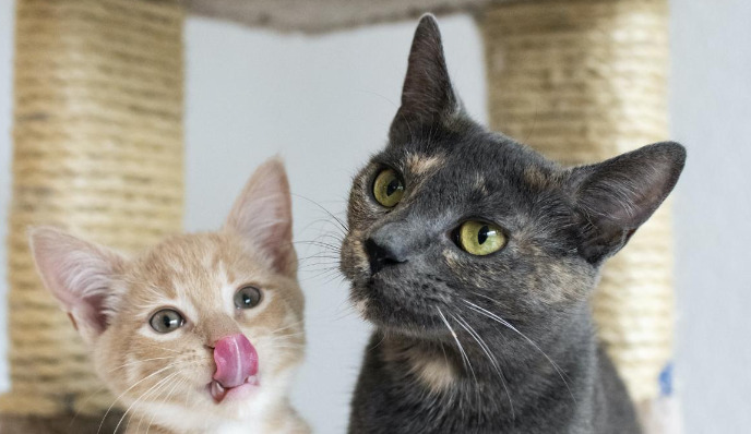 Different types of FIP