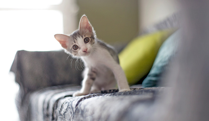 The relationship between FIP and feline coronavirus