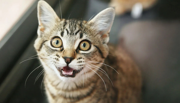 Is FIP No Longer Considered an Incurable