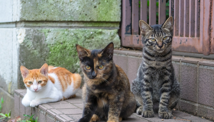 Sources and Transmission Routes of FIP