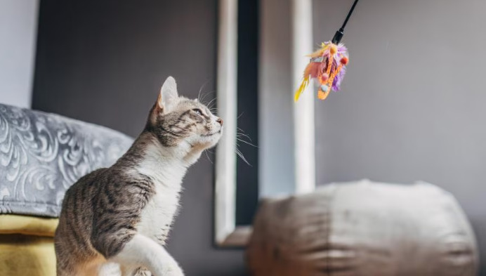 How Do Owners Know If FIP Medication Is Working