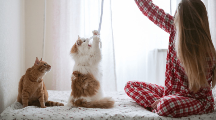 How Can Owners Monitor FIP Symptoms At Home